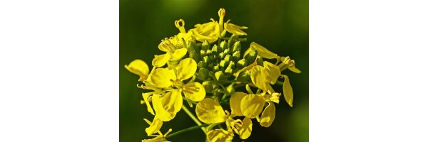 Zwischenfrucht und Futterpflanzen