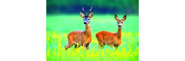 Wildacker